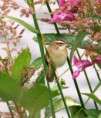 /album/my-local-birding-gallery/sedge-warblers-are-getting-more-common-on-the-banks-of-the-calder-jpg/